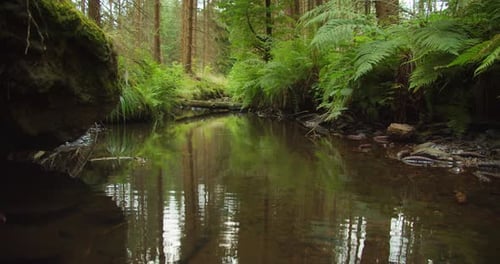 Gentle stream meanders through green spring forest, the beauty of nature in harmony.