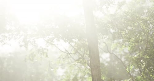 Misty Forest Atmosphere with Sunlight Filtering Through Lush Trees