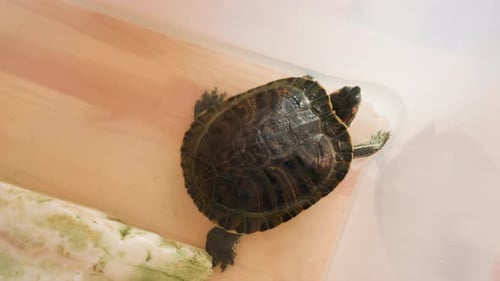 Blick von oben auf Schildkröte in transparentem Behälter mit Wasser