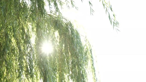Grüner Weidenbaum-Hintergrund