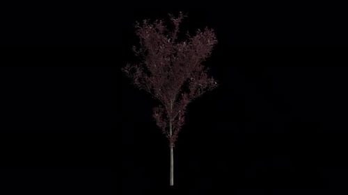 Kirschpflaumenbaum weht im Wind. Alpha-Kanal. Loop-Animation