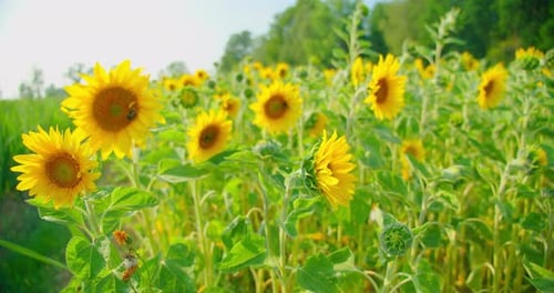 Field of Decorative Sunflowers