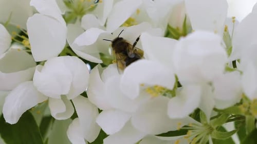 Makro-Nahaufnahme wunderschöner weißer Blüten an einem warmen Frühlingsmorgen.