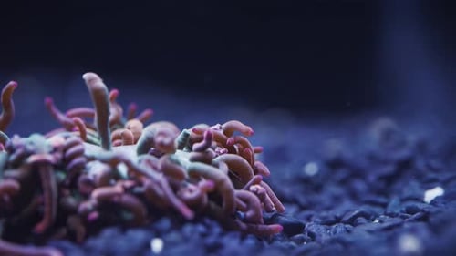 Fang von Clownfischen und Seeanemonen in einem Salzwasseraquarium