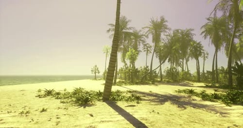 Peaceful Tropical Beach with Palm Trees and Gentle Waves at Sunrise