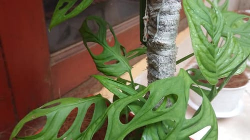 Beautiful green philodendron monstera adansonii leaves in Indonesia called daun janda bolong at home