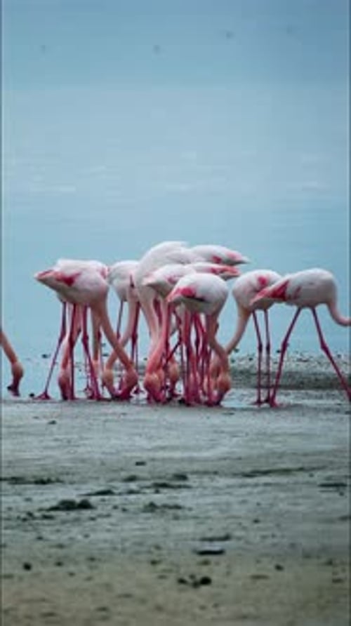 Vertical Video Wildlife Pink Flamingos in a Salt Lake
