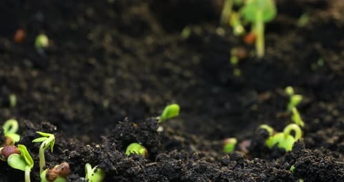 Timelapse of the Germination of a Plant From the Ground