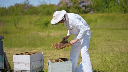 Apiarist worker harvesting honey from comb. Beekeeper in protective suit working on the field.