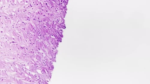 The Motor Cortex Section of a Human Being Brain is Magnified 200x Under a Microscope