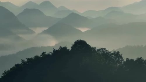 Cinematic View Of Forest Tree and Green Nature