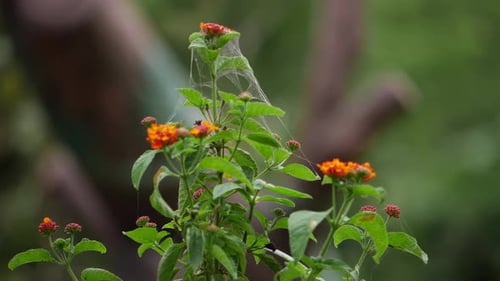 Une toile d'araignée est suspendue à une plante et à une fleur