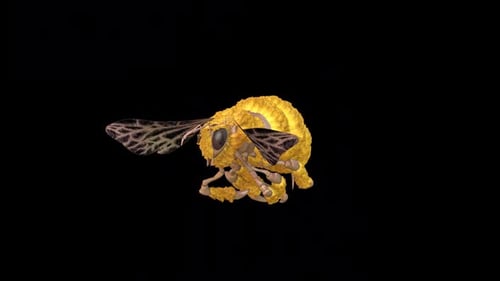 3D Animated Flying Bee with Flapping Wings