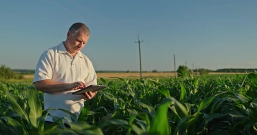 Middleaged Farmer Standing in a Green Cornfield Using a Tablet to Check Crop Data Under a Clear Sky