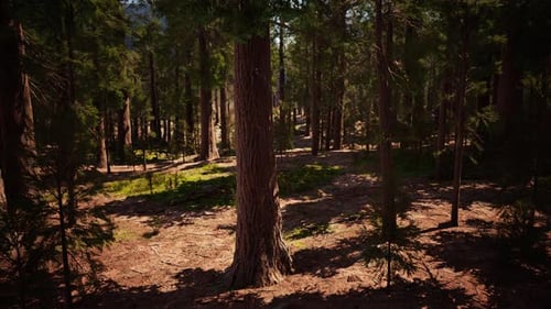Classic View of Famous Giant Sequoia Trees