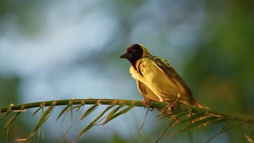 Weaver bird on a branch flapping wings