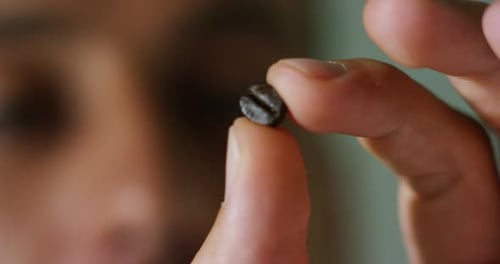 A coffee expert man checks a coffee bean roasting to see the texture, color, selection of high qua