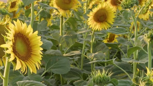 Belle journée d'été sur un champ de tournesols en fleurs