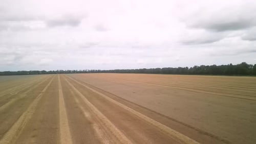 Wheat field aerial view in Ukraine