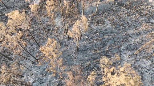 Charred Dead Vegetation Burnt Down After Wildfire Destroyed Florida Jungle Woods Devastated Forest