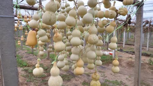 Des gourdes de citrouille vibrantes suspendues à l'extérieur à Liaocheng, en Chine.