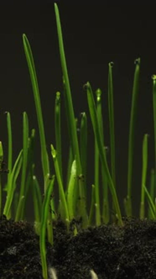 Time lapse of wheat plants sprouting and growing from rich soil.