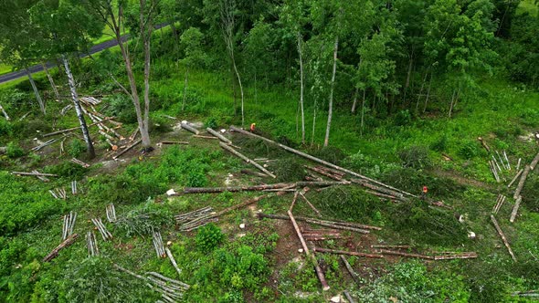 Logging workers harvesting trees by cutting timber to stacking length ...
