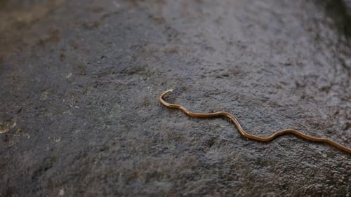 Hammerhead Worm Moves on Rock