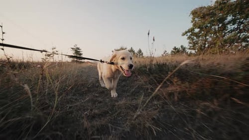 Golden Retriever Puppy Walking in Rural Field