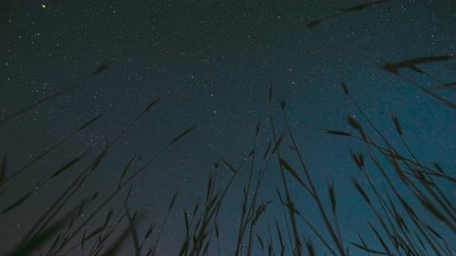Ciel étoilé nocturne avec des étoiles rougeoyantes et des pistes météoriques au-dessus d'un jeune champ de blé vert
