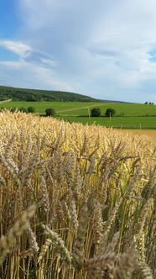 Golden Wheat Field Swaying in the Wind