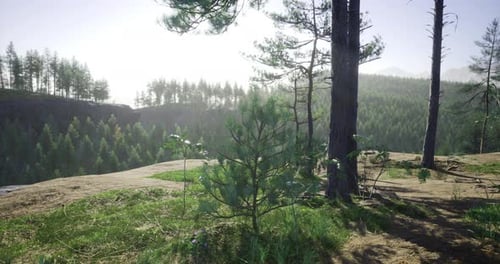 Scenic Forest Landscape with Mist and Sunlight Filtering Through Trees