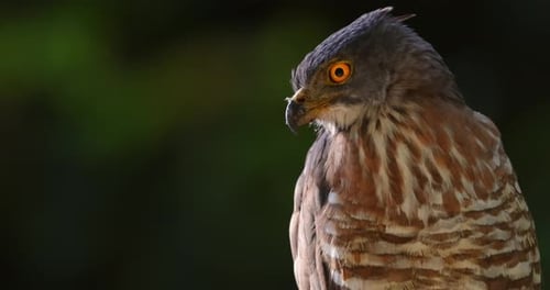 Curious Crested Goshawk Piercing Yellow Eyes Blurred Forest
