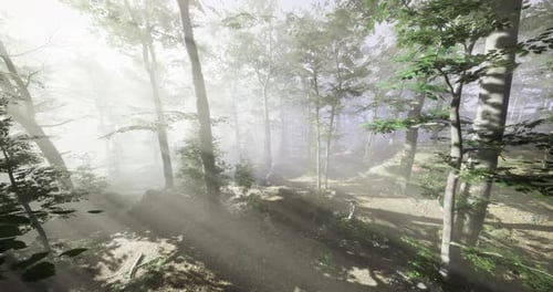 Mystical Sunlight Filtering Through a Serene Forest at Dawn