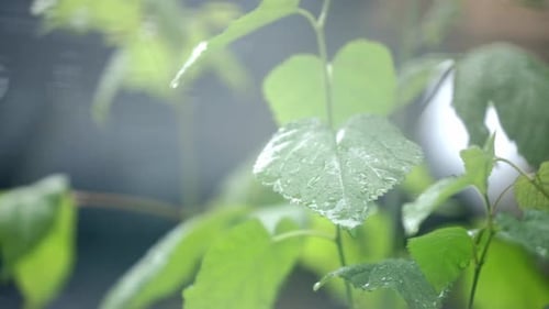Rain Drizzle Down Plant Leaves In A Bright Day - close up shot