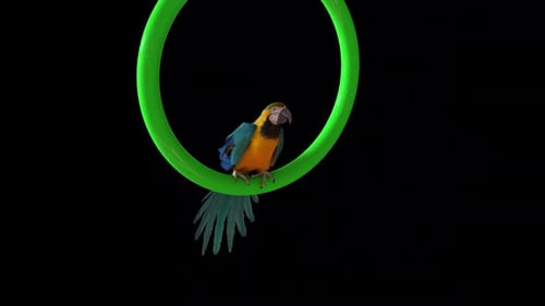 Parrot in the Ring