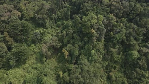 Aerial drone dolly shot of lush green tropical exotic rain forest jungle in Thailand