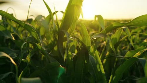 The Camera Moves Slowly Among Corn Field at Sunset