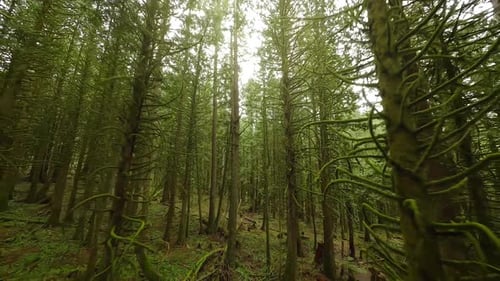Smooth Flight Between the Trees Close to Branches in a Fabulous Spring Forest