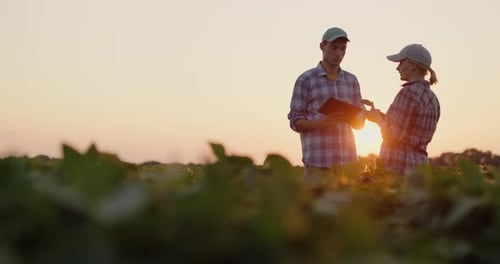 Two Farmers Chat in a Soybean Field Use a Tablet
