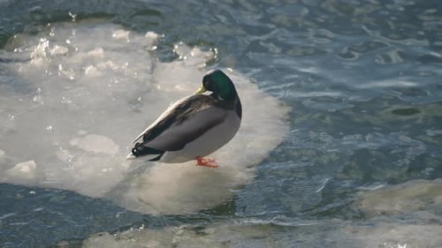 Male Mallard Duck Resting In The Ice Of City Spring Pond Or Lake On A Sunny Day - slow motion