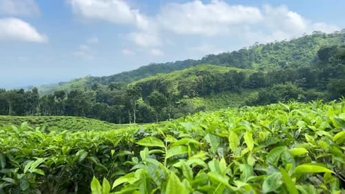 Turismo: Plantação de chá