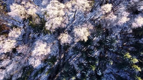 Aerial top view of snowy pine forest in winter landscape