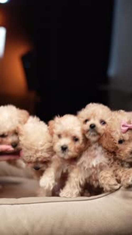 Six adorables chiots Maltipoo avec des nœuds dans des mains humaines