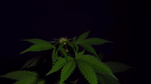 Cannabis plants growing in an indoor farm time lapse video.