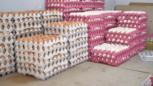 Eggs in the Supermarket a Lot of Eggs Cardboard Trays