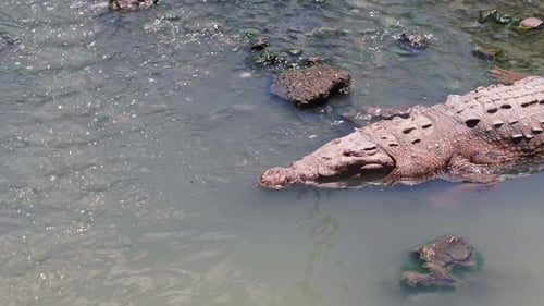 Crocodile in the city