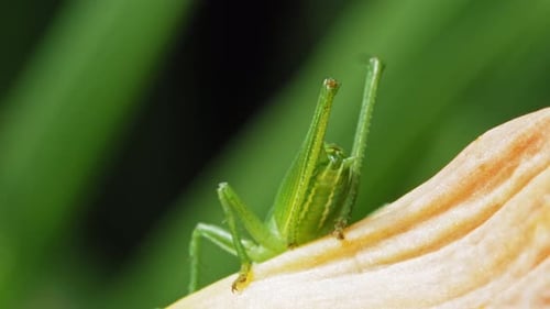 Macro Of The Legs And Ovipositor Of The Common Green Grasshopper. close up