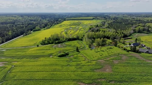 Golden Rapeseed Fields and Green Countryside Landscape Under Clear Blue Sky