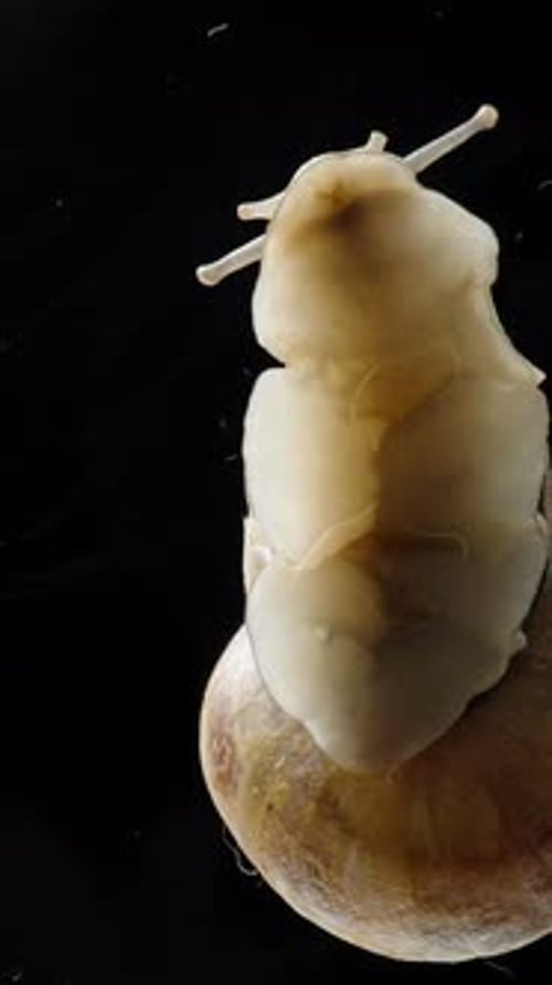 Vertical video. Macro View of the Snail's Foot from beneath the Glass, Showing the Undulating.